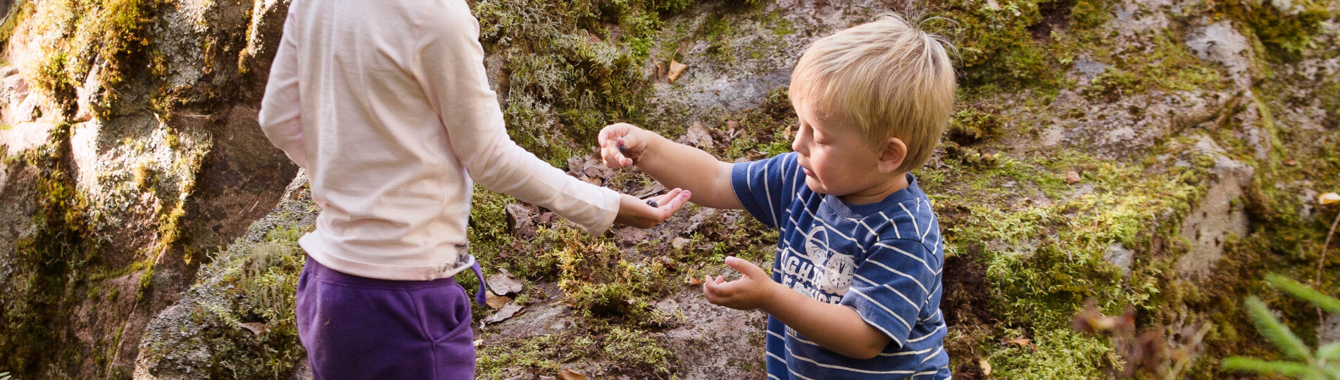 Barn plockar bär i skogen.