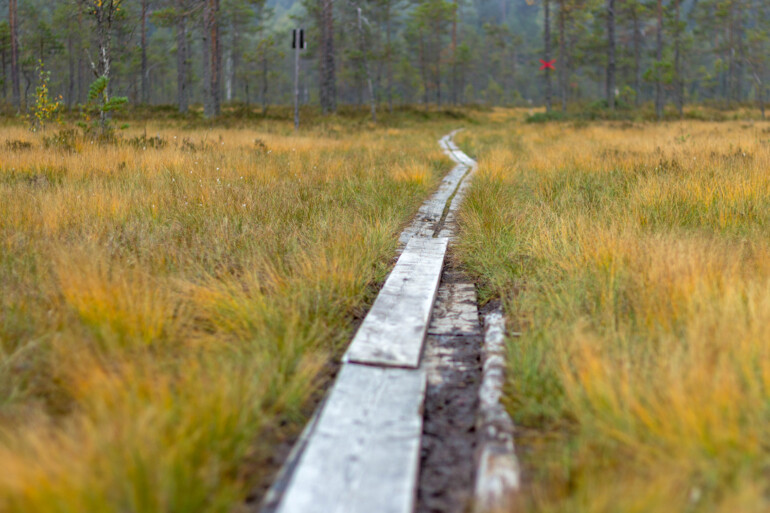 Led på spång genom skog och myrmark höst.