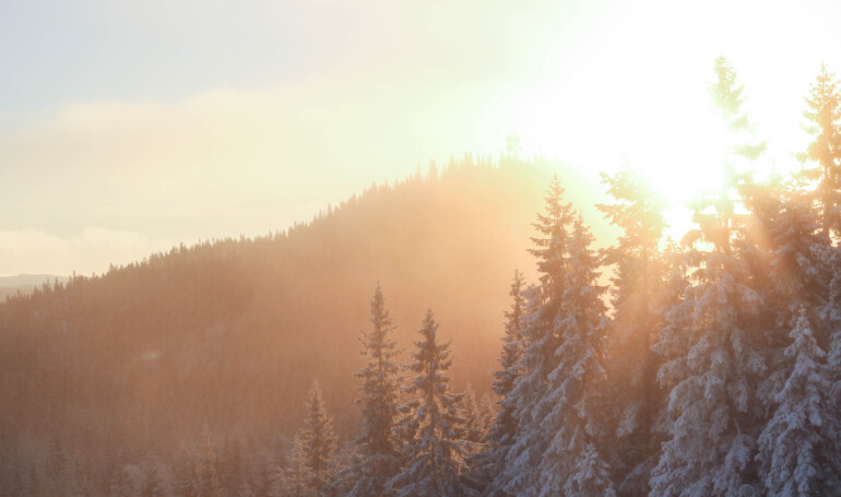 Soldis genom snöklädd skog.
