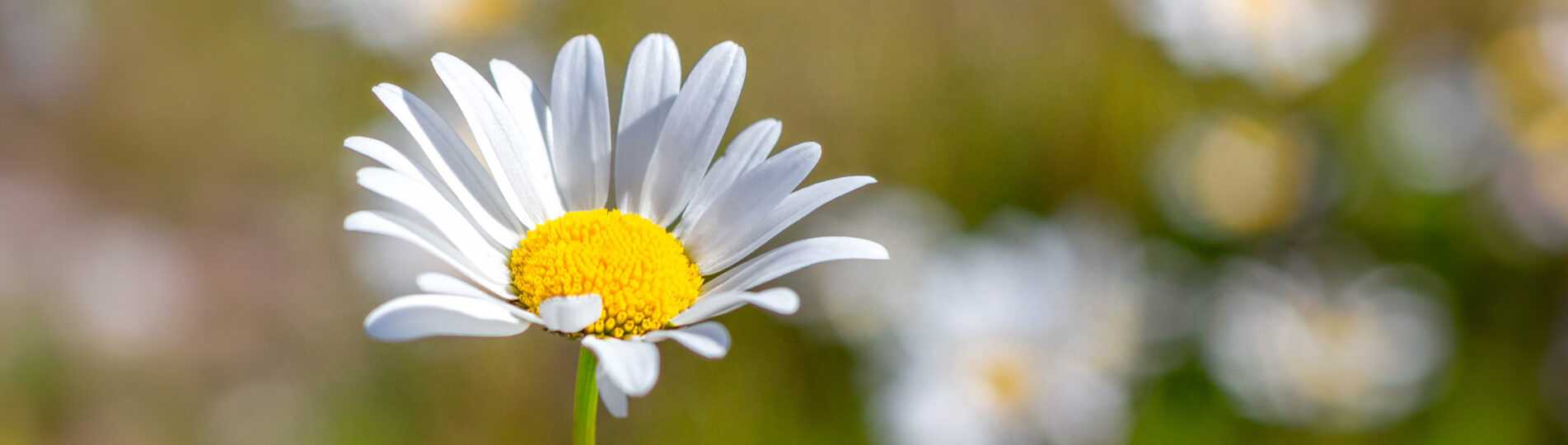 IMG_7490_expand_header