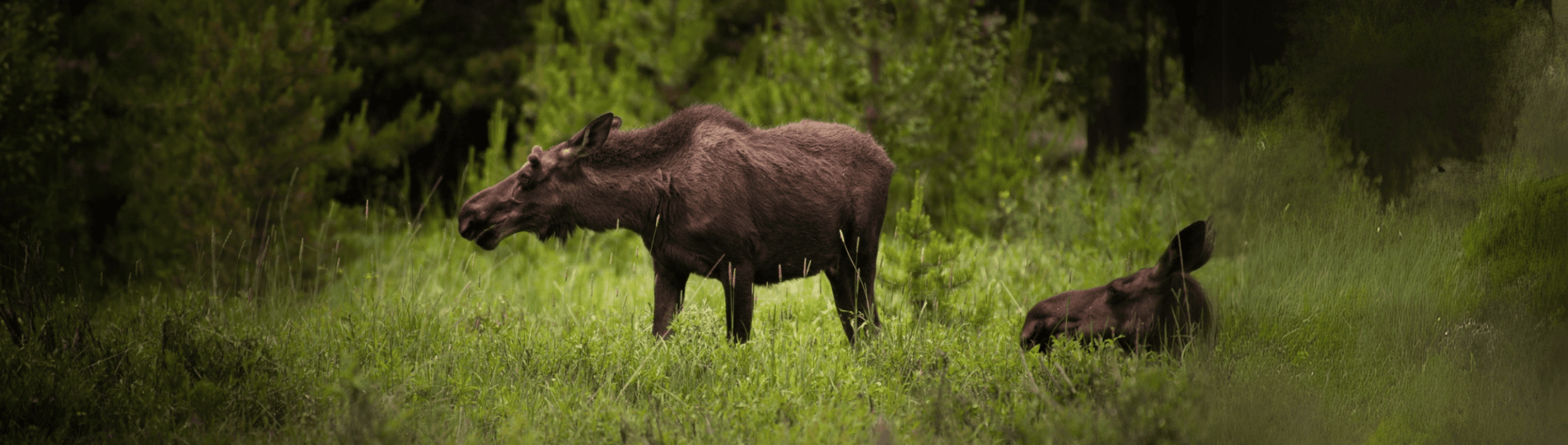 Headers_Barmark (2560 x 1333 px)