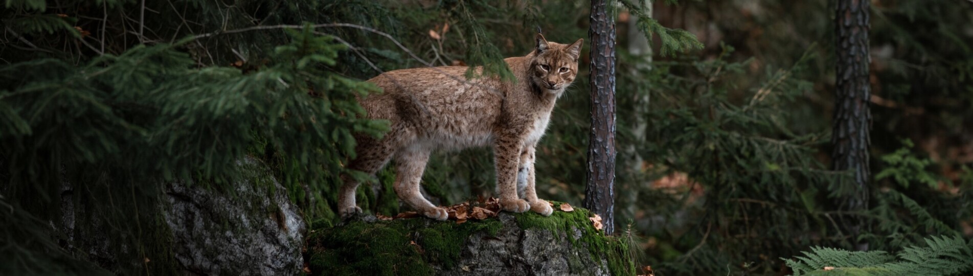 miller_eszter-bobcat-4656312 copy